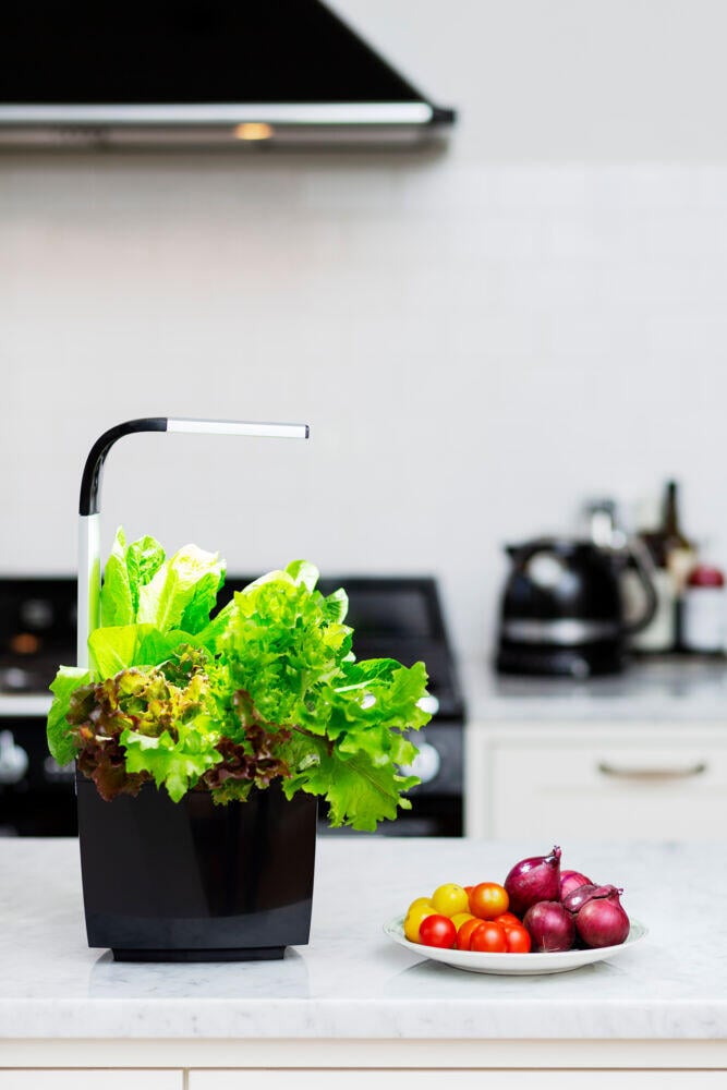 Tregren kjøkkenhage/minidrivhus, sort