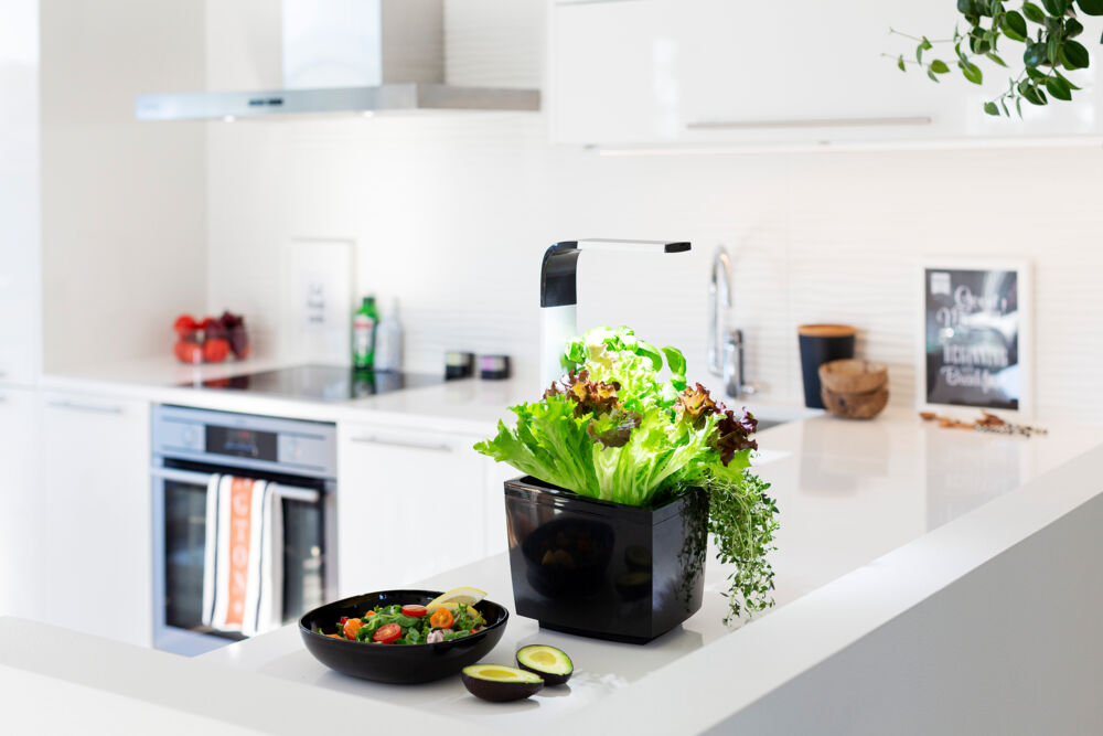 Tregren kjøkkenhage/minidrivhus, sort