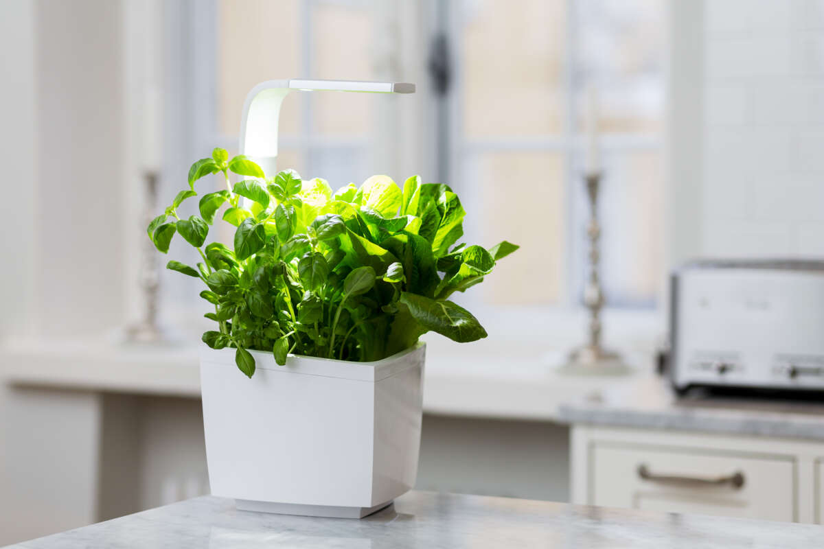 Tregren kjøkkenhage/minidrivhus T3, hvit