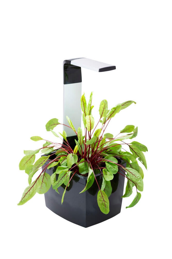 Tregren kjøkkenhage/minidrivhus, sort