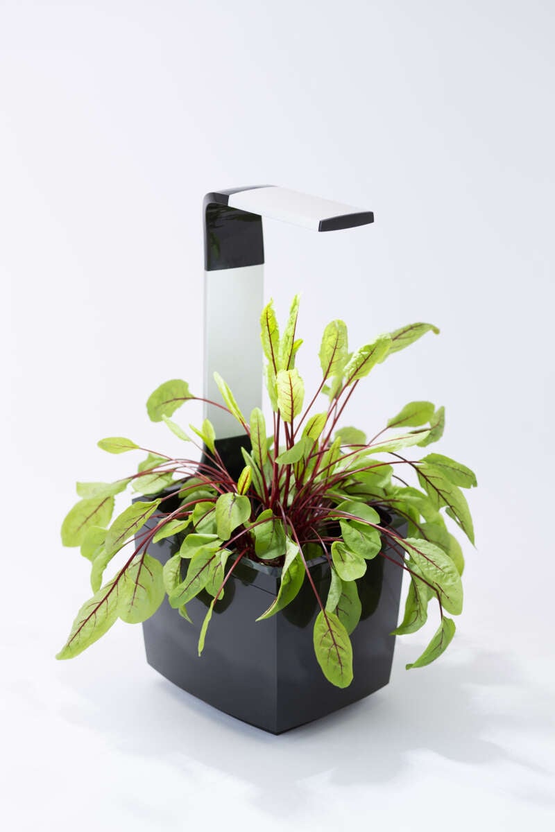 Tregren kjøkkenhage/minidrivhus, sort