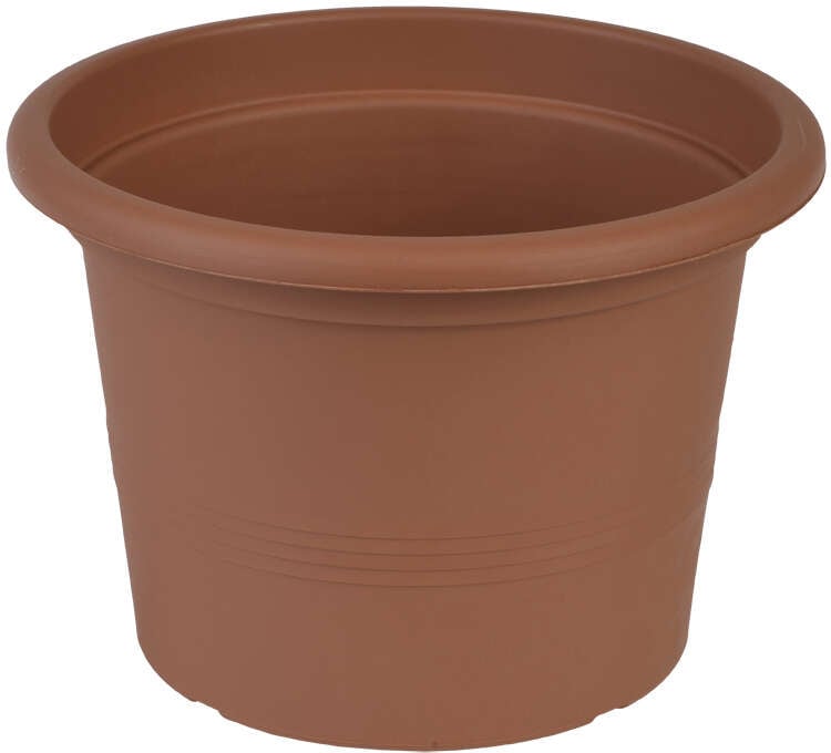 Odle Camelie dyrkepotte