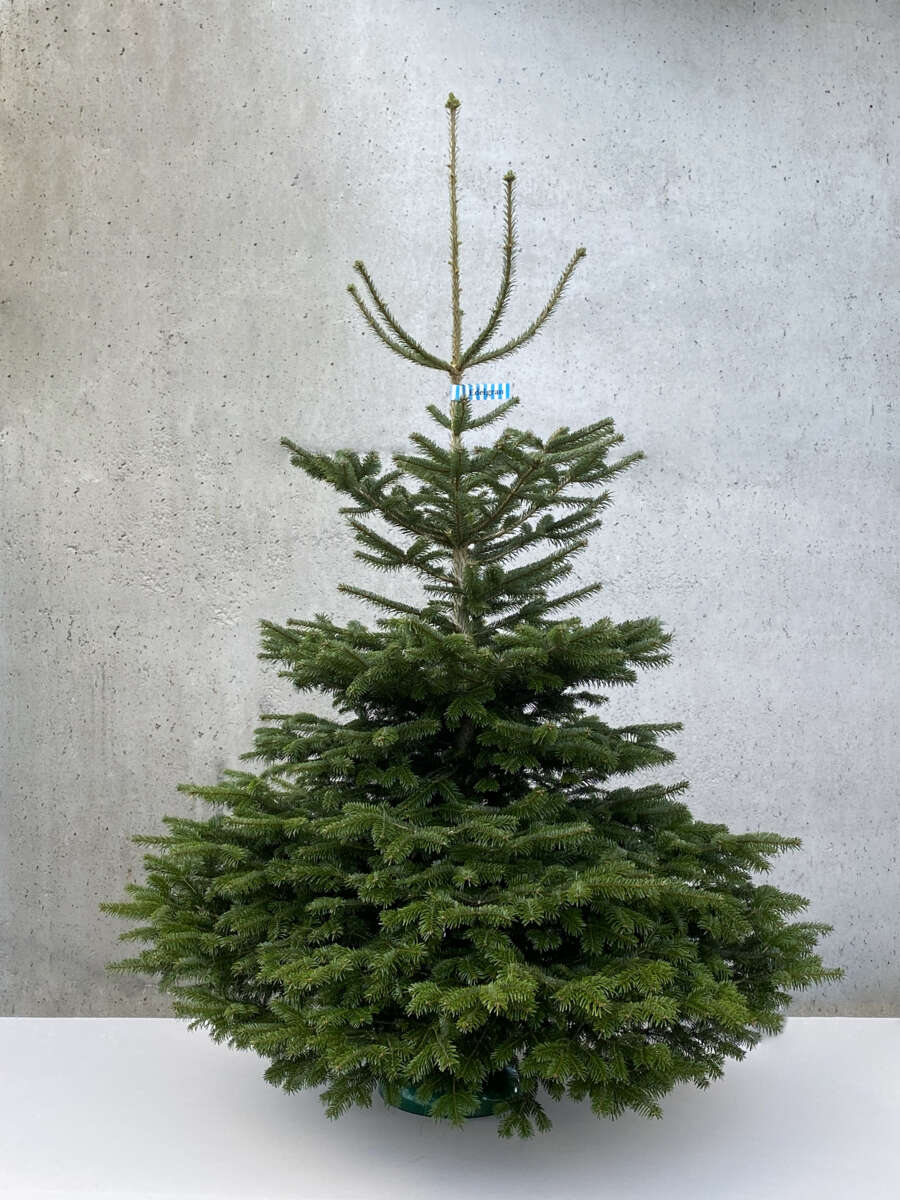 Edelgran 200 - 225 cm