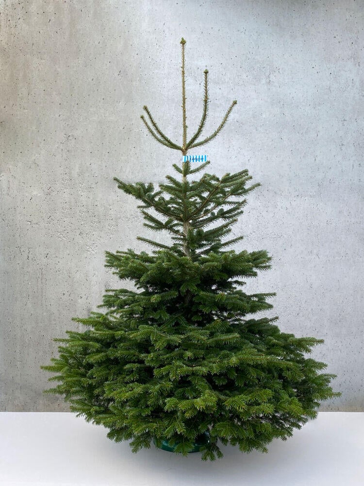 Edelgran 200 - 225 cm