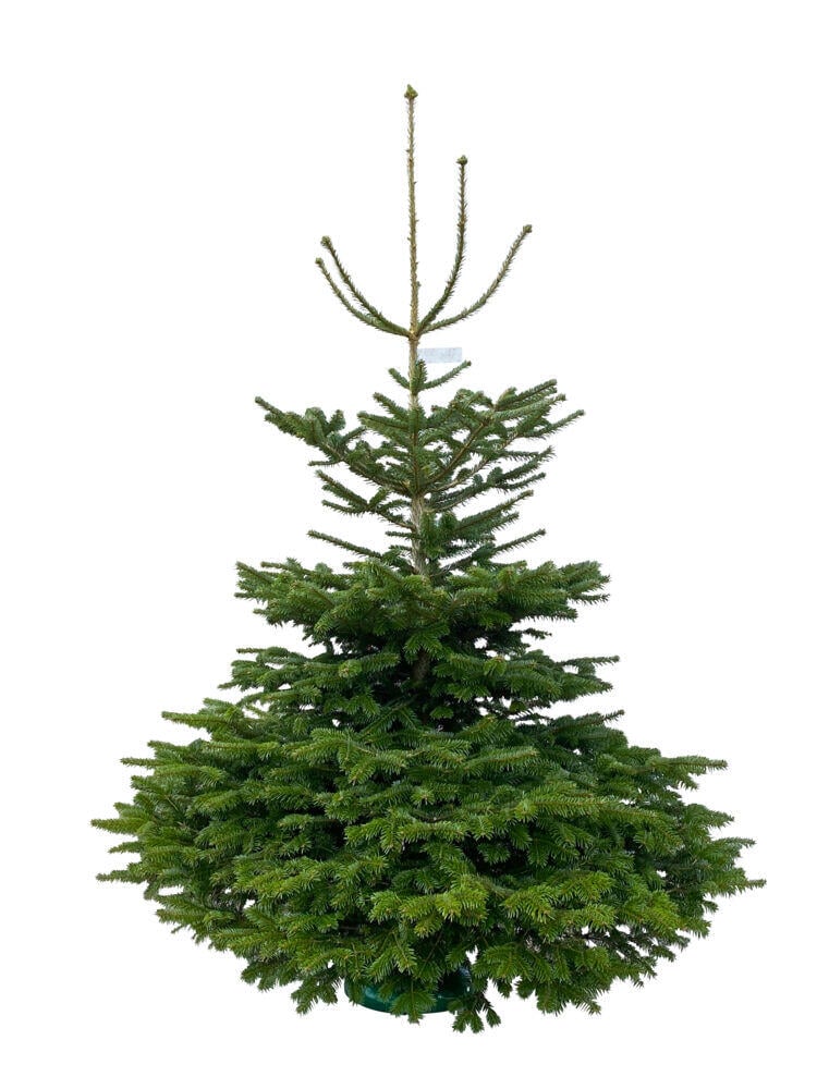 Edelgran 200 - 225 cm