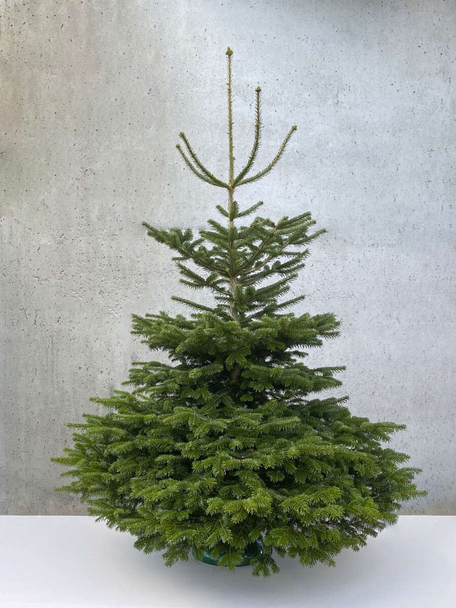 Edelgran 200 - 225 cm