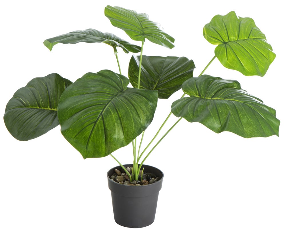Grønn plante i sort plastpotte