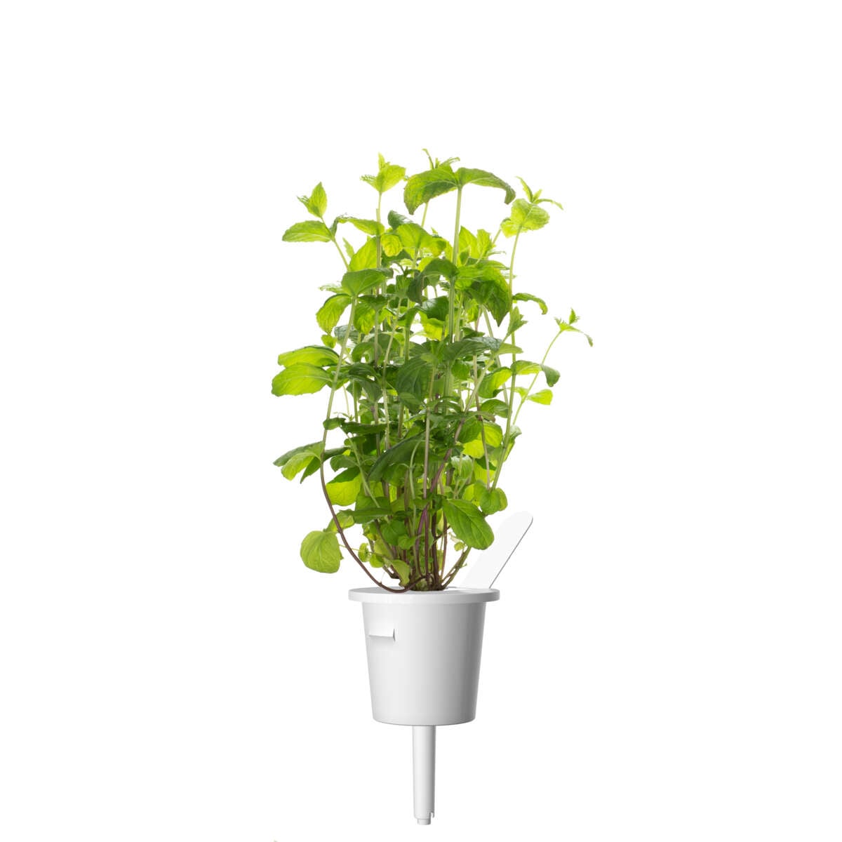 Click&Grow Smart Garden refill peppermynte 3-pk