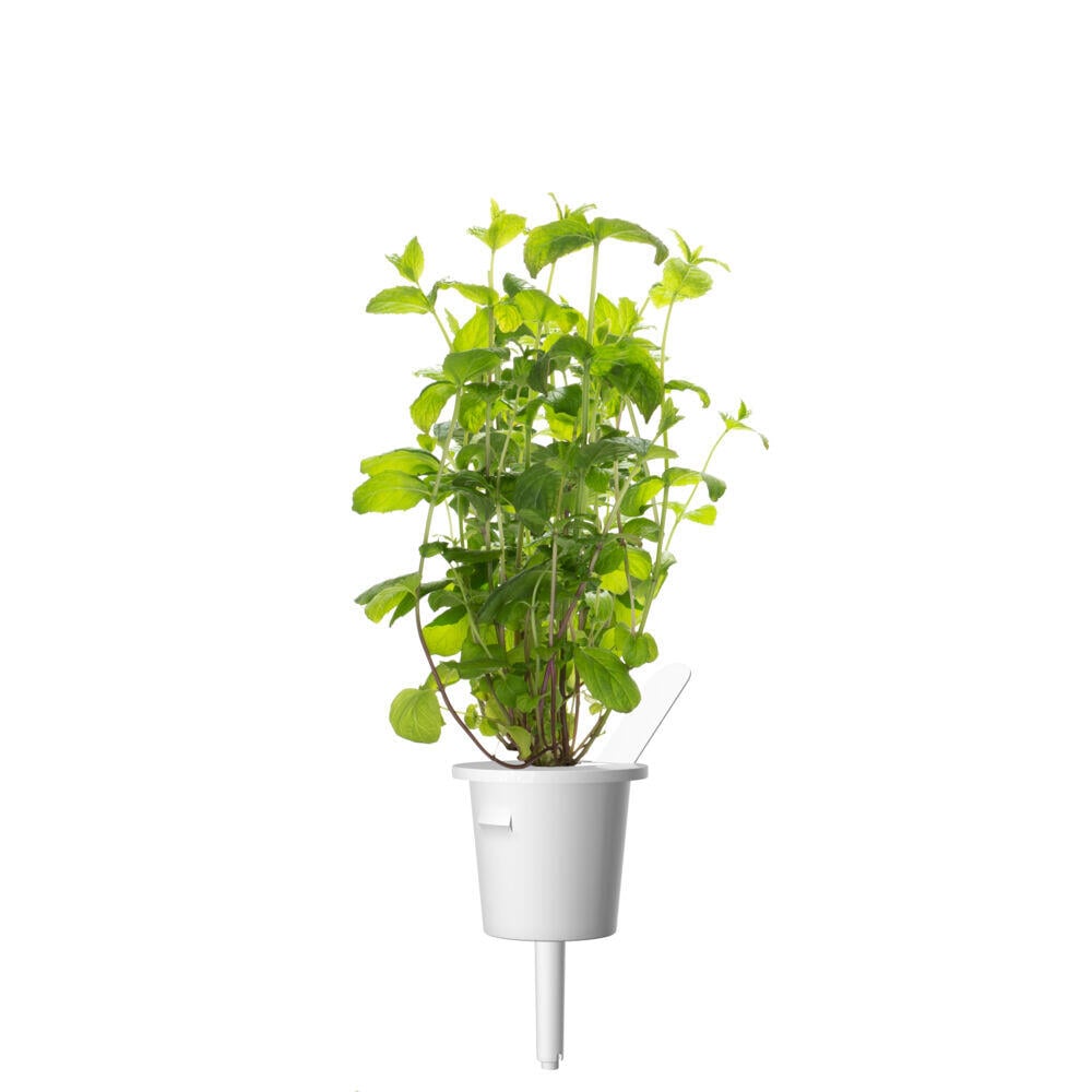 Click&Grow Smart Garden refill peppermynte 3-pk