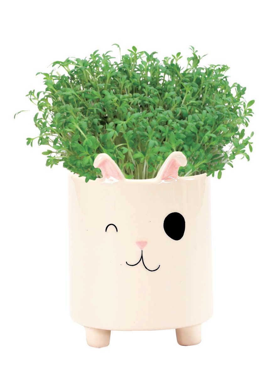 Odle kaninpotte med karsefrø