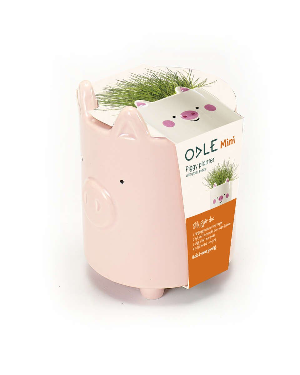 Odle gris potte med karsefrø