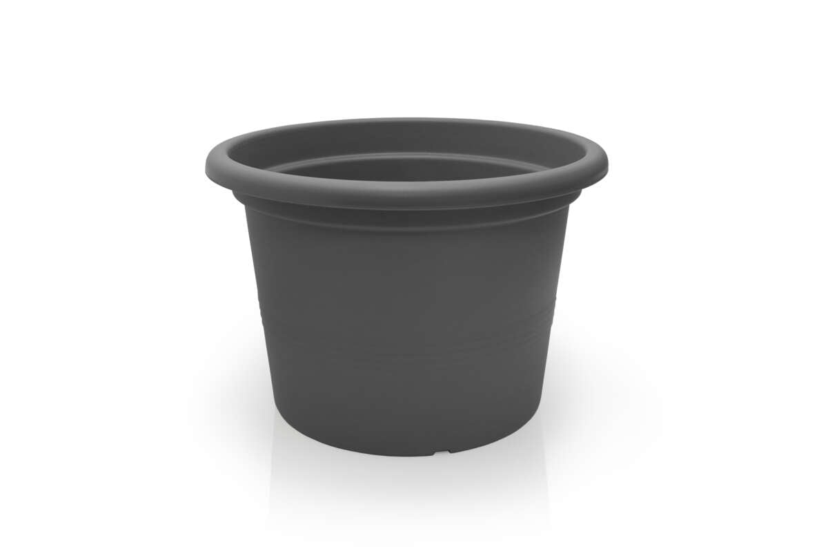 Odle Camelie dyrkepotte