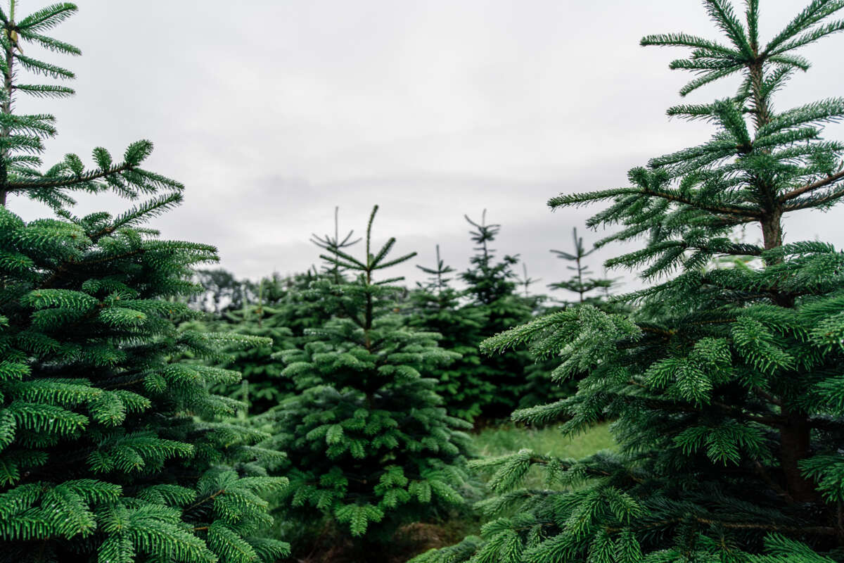 Edelgran 200 - 225 cm