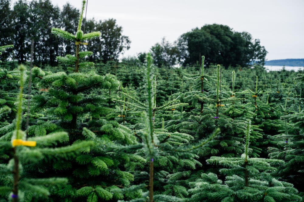 Edelgran 200 - 225 cm