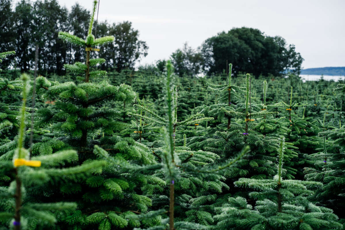 Edelgran 200 - 225 cm