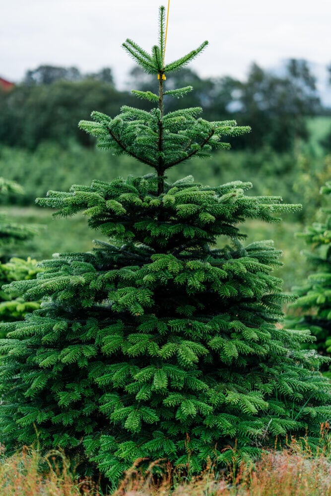 Edelgran 200 - 225 cm