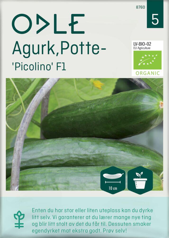 Odle 'Picolino' F1 potteagurk frø