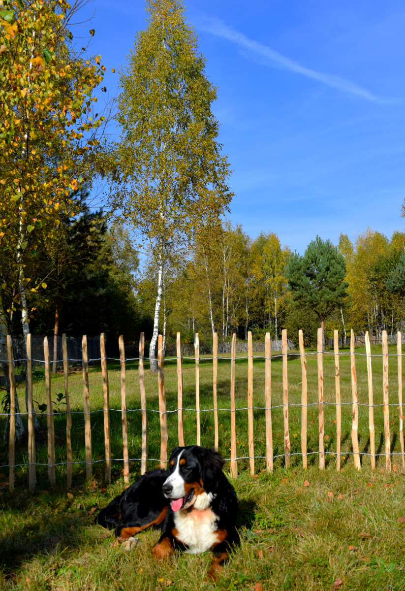 Palmako 150 cm x 5 m hasseltre stakitt