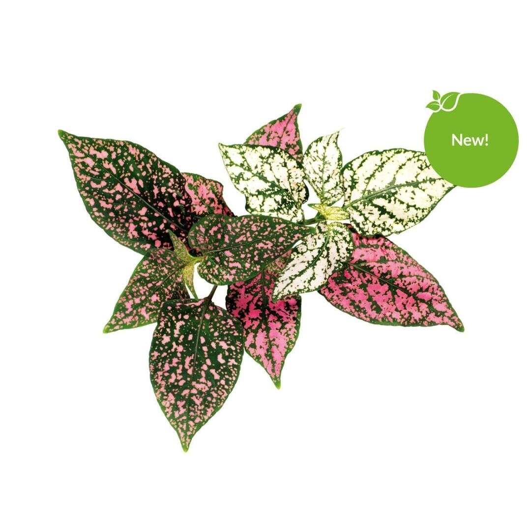 Click&Grow Smart Garden refill Polka Dot 3-pk