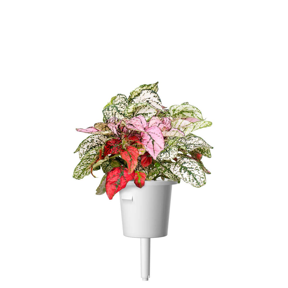 Click&Grow Smart Garden refill Polka Dot 3-pk