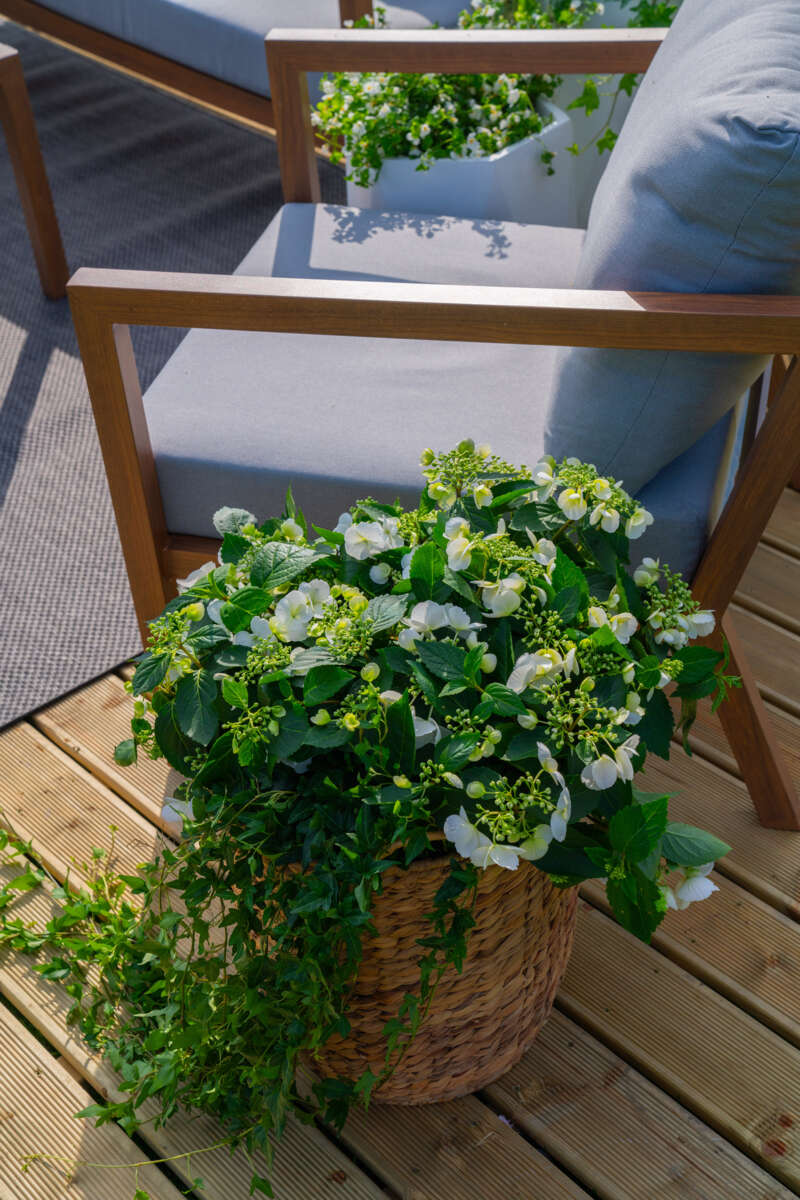 Blomsterkurv