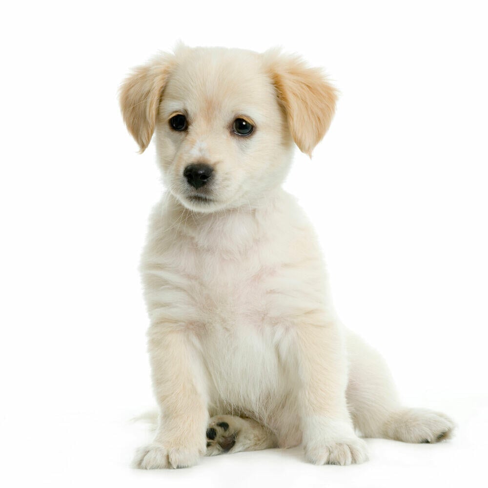 Huntonit Designpanel Puppy
