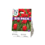 Produkt miniatyrebild Høstløk Tulipan rød