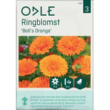 Produkt miniatyrebild Odle  'BallS Orange' ringblomst frø