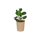 Produkt miniatyrebild Ficus i pappotte