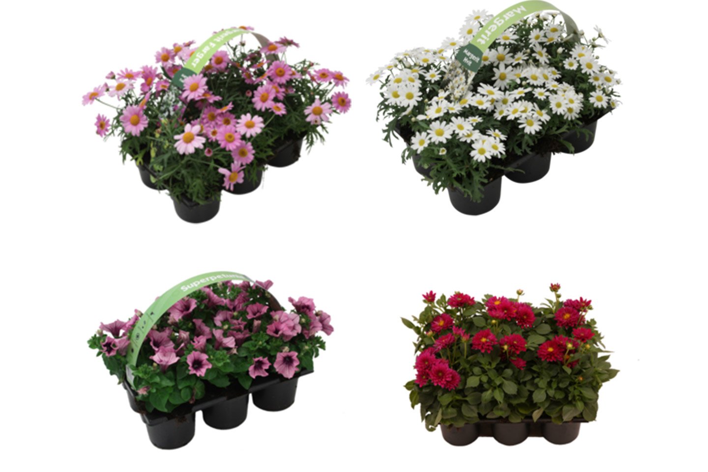 Sommerbllomster-6-pk.jpg