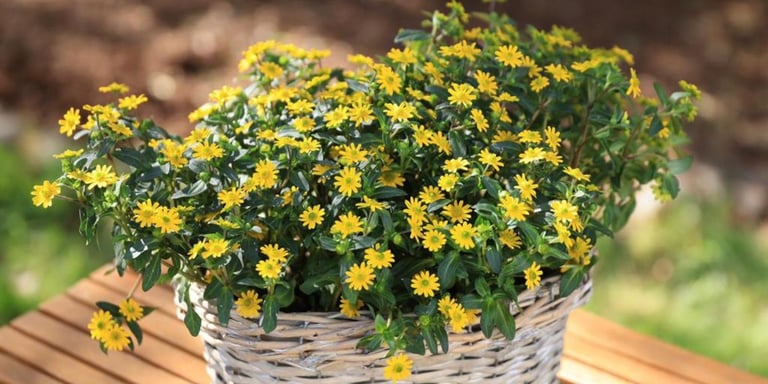 Gule blomster i en liten blomsterkurv