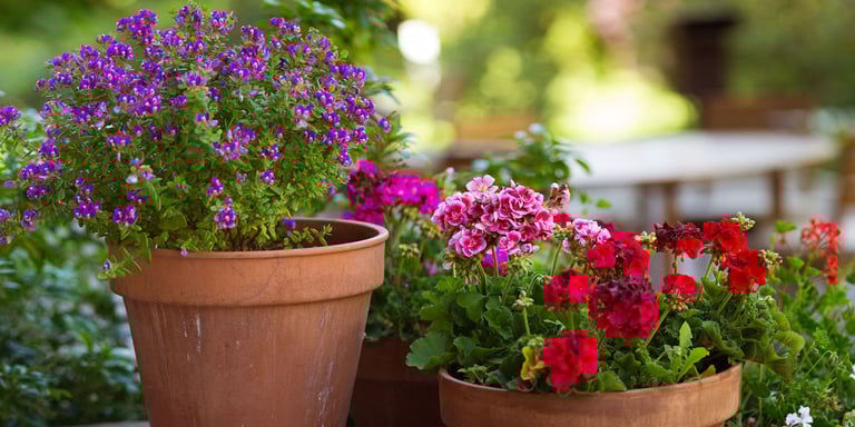 Flere fargerike blomster i potter.