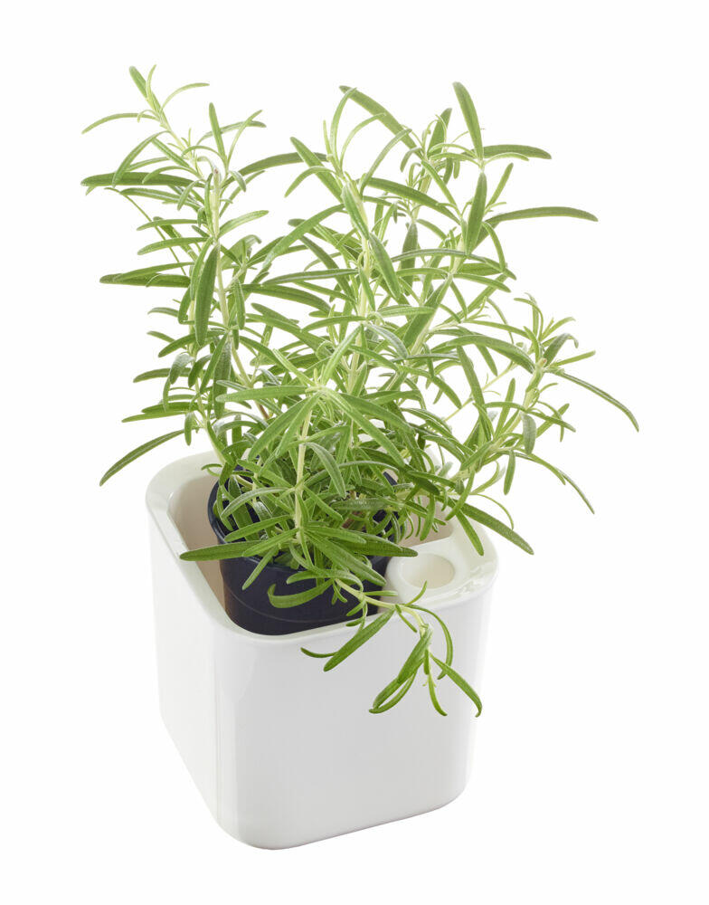 Eden urtepotte, 12 cm