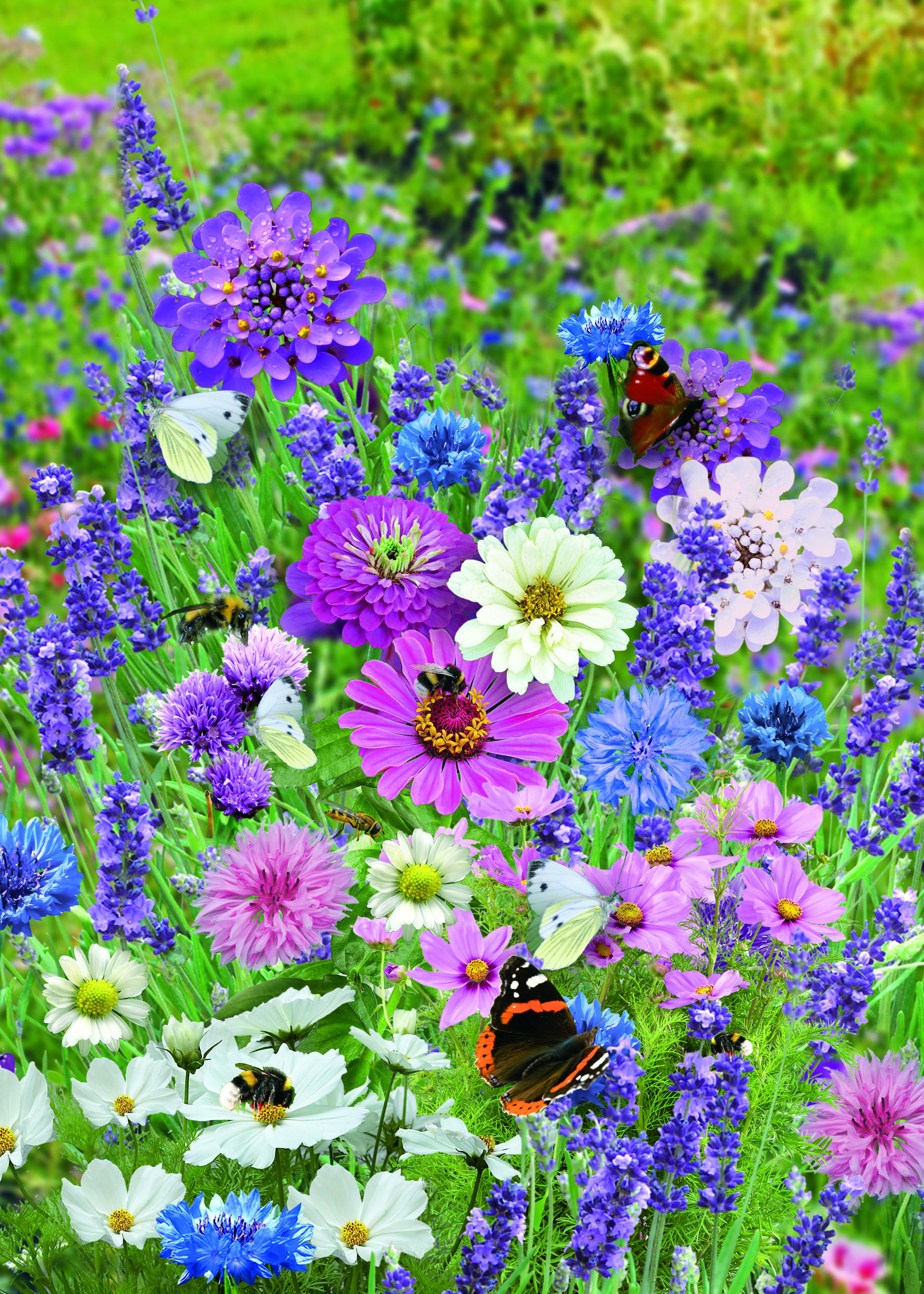 Nelson Garden engfrø sommerfuglmix