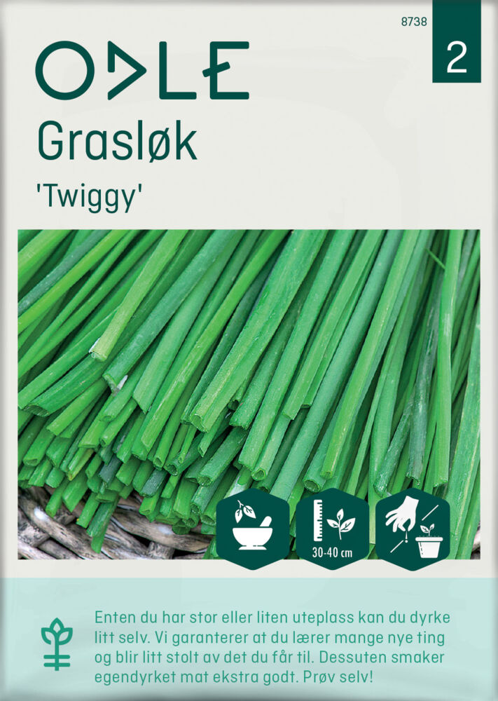 Produkt miniatyrebild Odle 'Twiggy' grasløk frø